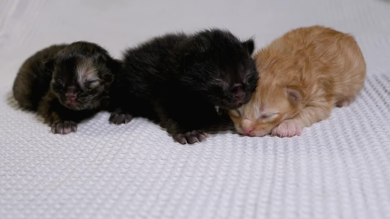 Stock Video Cute Little Kittens On A White Blanket Live Wallpaper For PC