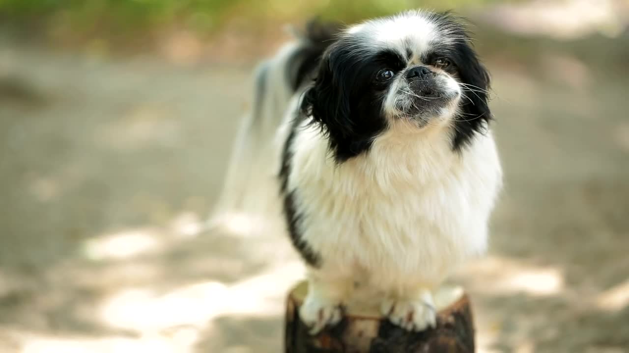 Stock Video Cute Little Dog On Top Of A Log Live Wallpaper For PC
