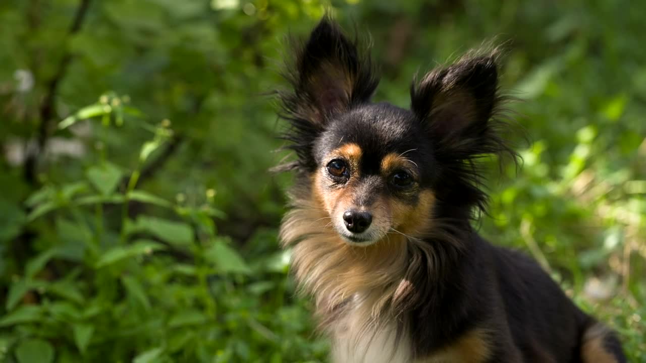 Stock Video Cute Dog Looking At The Camera With Curiosity Live Wallpaper For PC