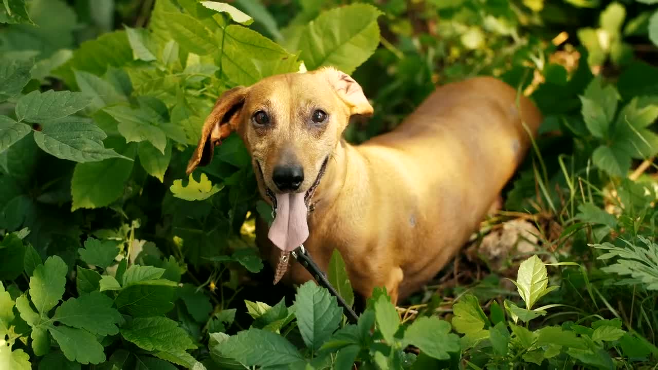 Stock Video Cute Dog Among The Grass In The Park Live Wallpaper For PC