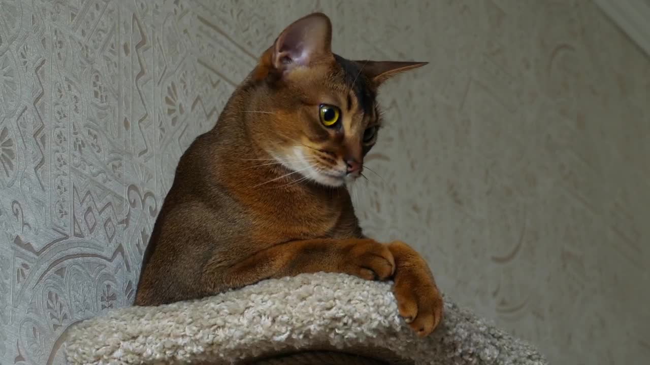 Stock Video Cute Cat At Living Room Live Wallpaper For PC