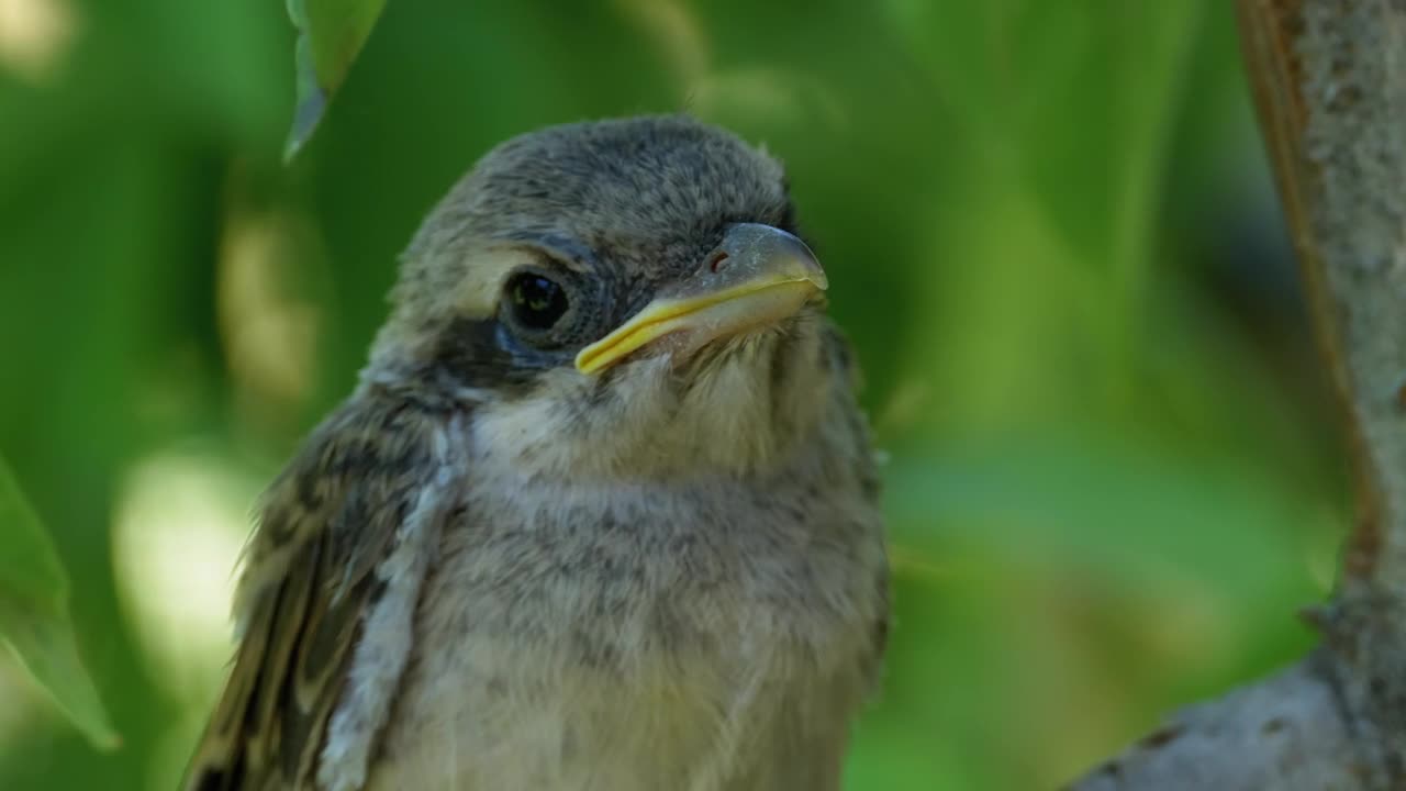 Stock Video Cute Bird Standing On A Tree Branch Live Wallpaper For PC