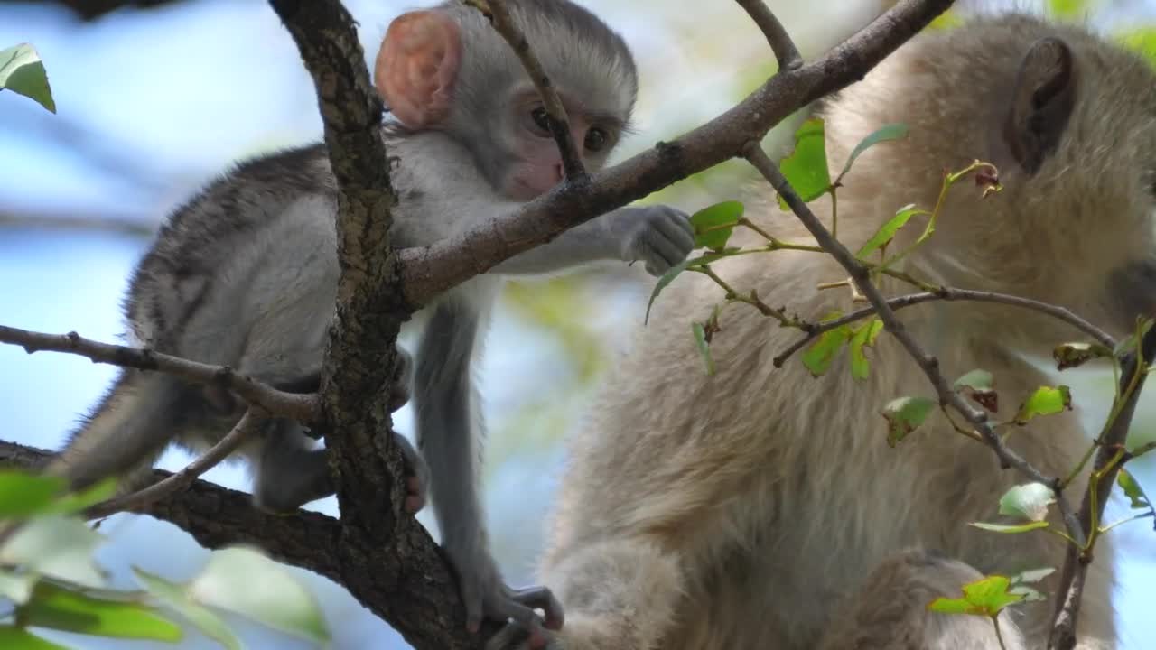 Stock Video Cute Baby Monkey Grabs A Leaf Live Wallpaper For PC