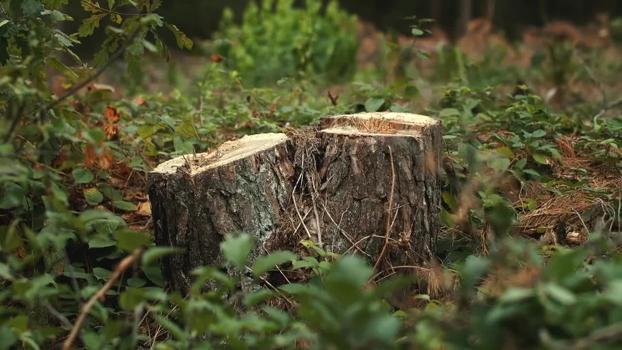 Stock Video Cut Tree Showing Environmental Destruction Live Wallpaper For PC