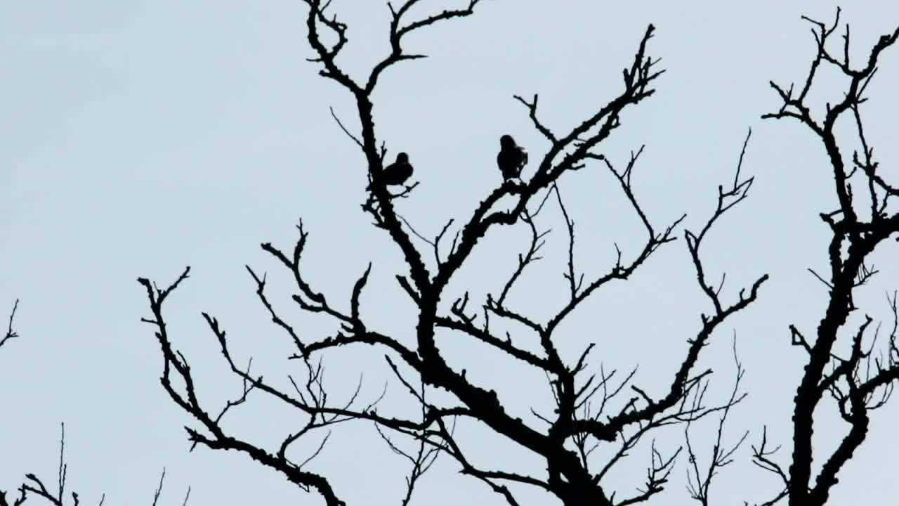 Stock Video Crows Against A Clear Sky Live Wallpaper For PC