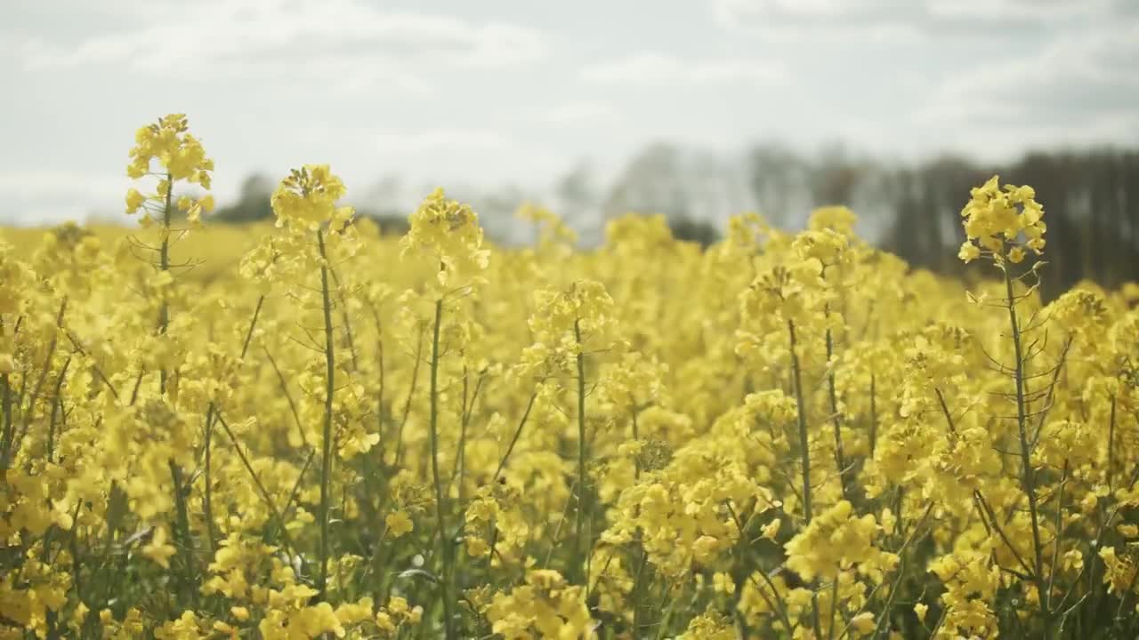 Stock Video Crops Swaying Under A Summer Sky Live Wallpaper For PC