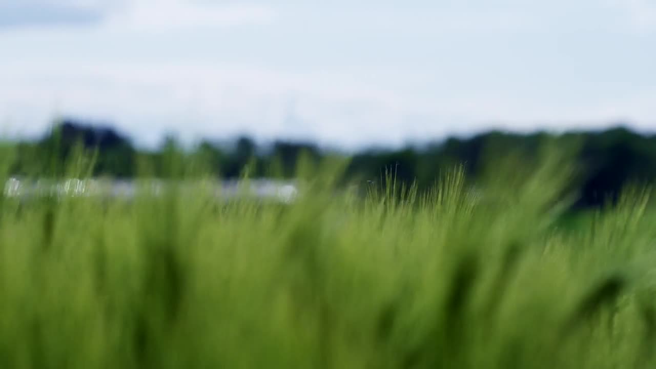 Stock Video Crops Swaying In The Breeze Live Wallpaper For PC