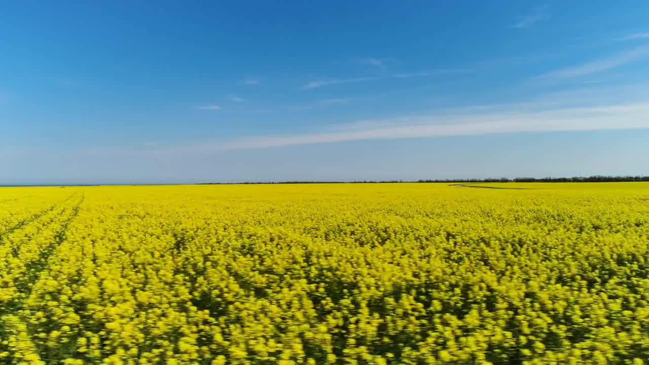 Stock Video Crops Stretching Towards The Horizon Live Wallpaper For PC