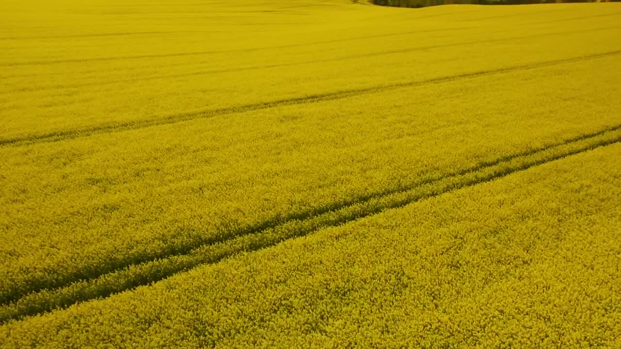 Stock Video Crops Ready To Be Harvested Live Wallpaper For PC