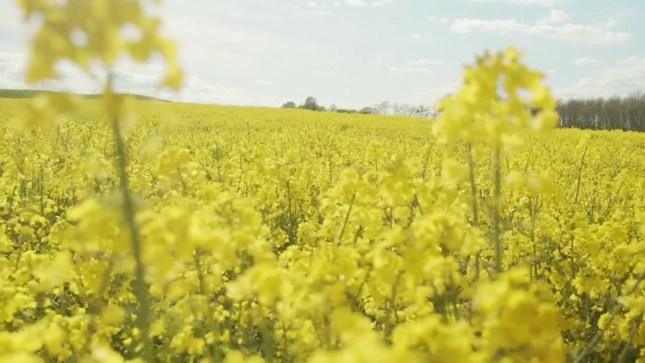 Stock Video Crops Ready For Harvest Live Wallpaper For PC
