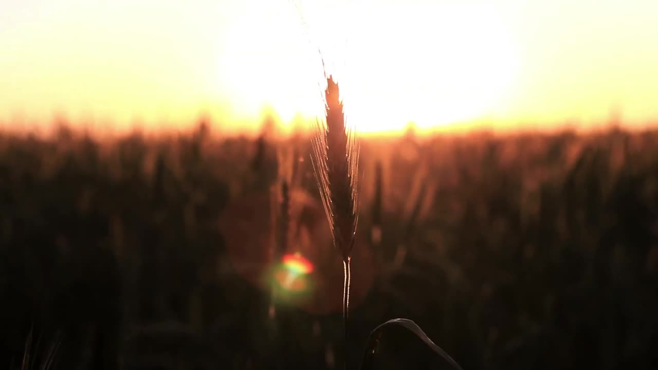 Stock Video Crops Moving Slowly In The Breeze Live Wallpaper For PC