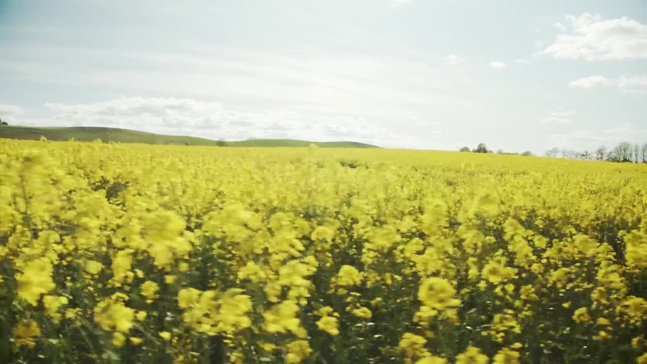 Stock Video Crops Moving In The Breeze Live Wallpaper For PC