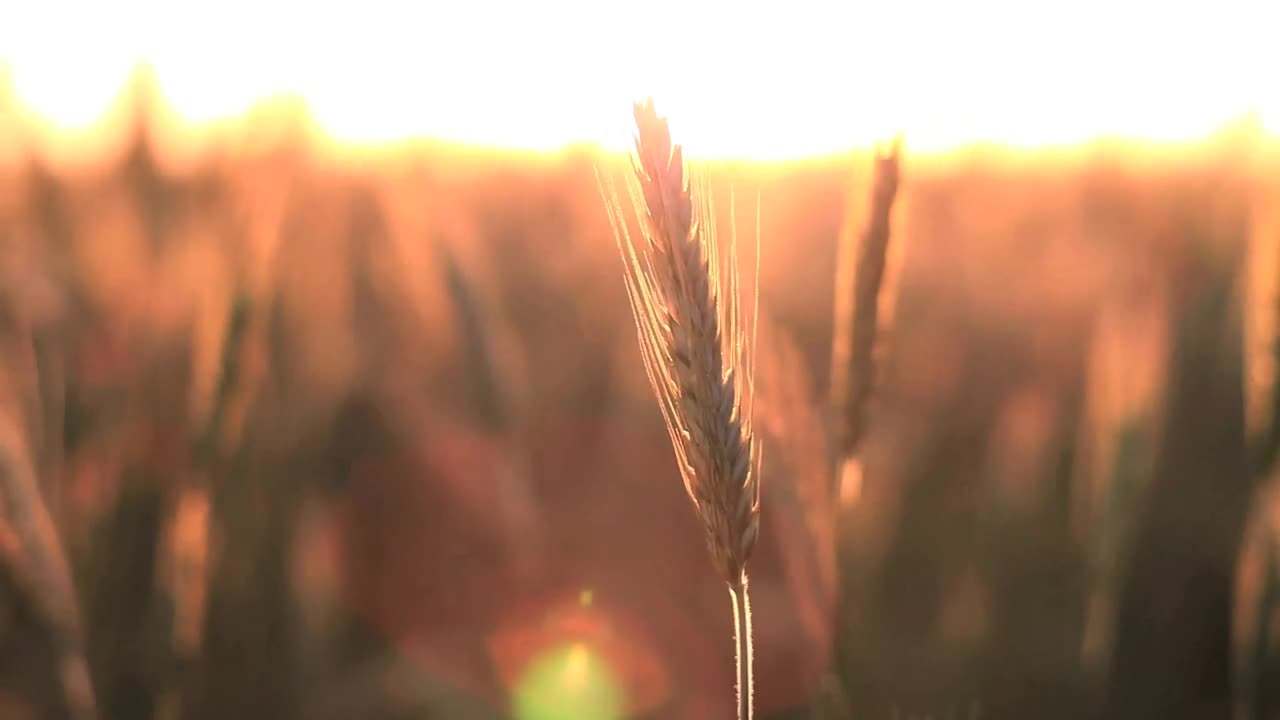 Stock Video Crops In The Breeze At Sunset Live Wallpaper For PC
