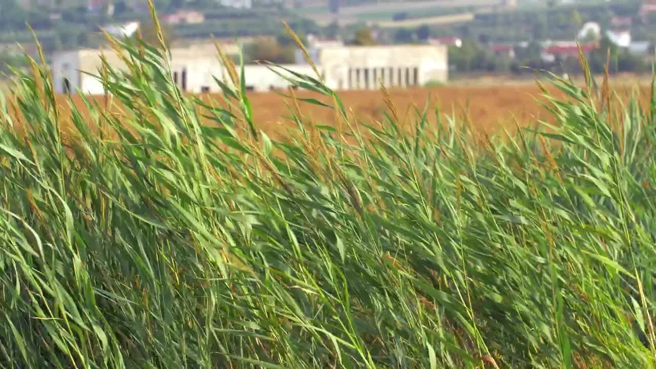 Stock Video Crops Blowing Against A Strong Wind Live Wallpaper For PC