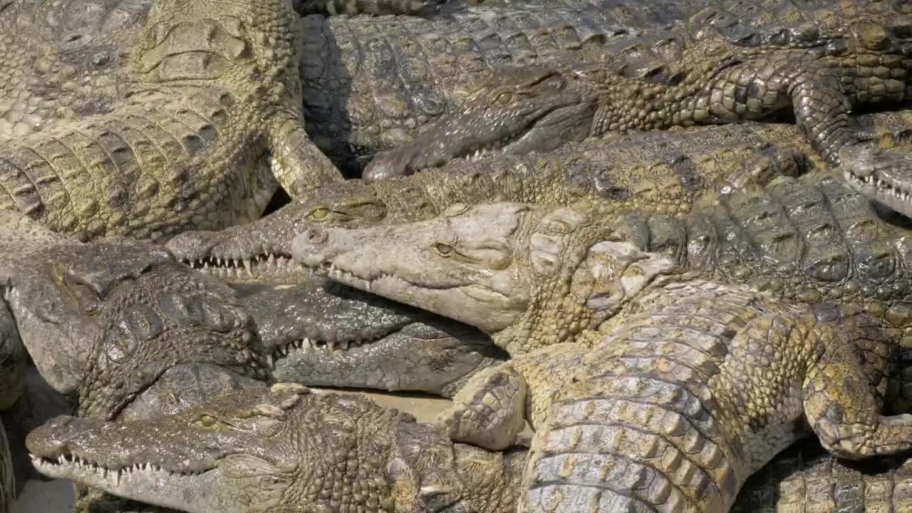 Stock Video Crocodiles Waiting For Food Live Wallpaper For PC