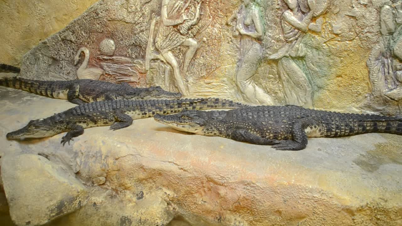 Stock Video Crocodiles In A Zoo Environment Live Wallpaper For PC