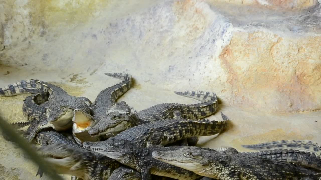 Stock Video Crocodiles Fighting For Food Live Wallpaper For PC