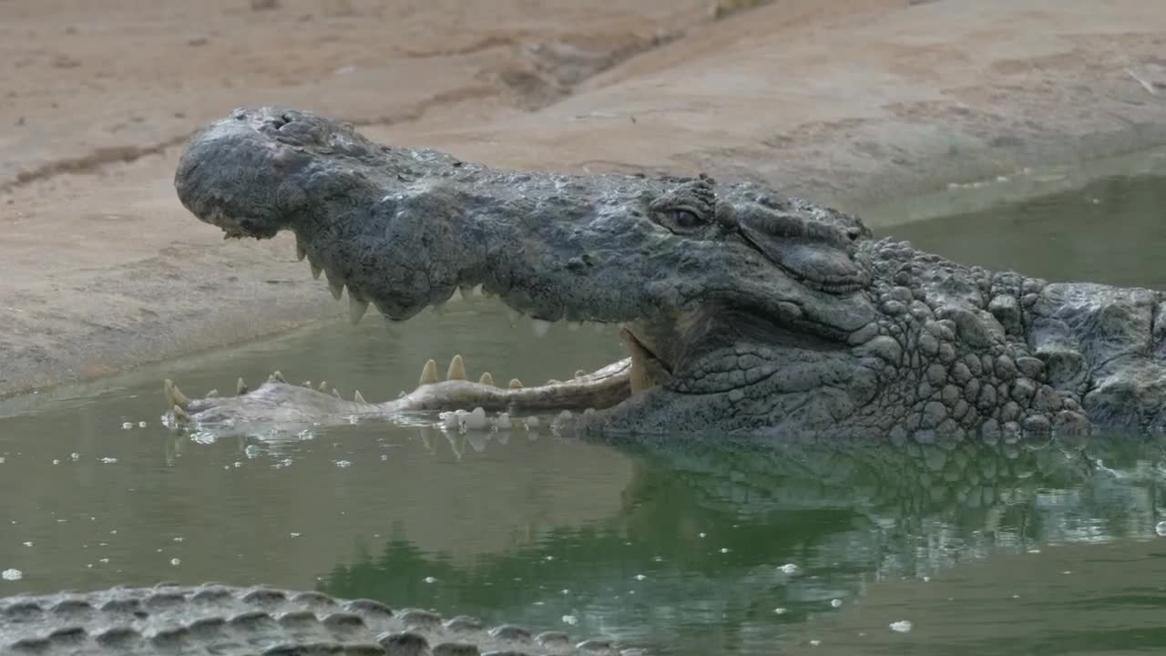 Stock Video Crocodile With An Open Mouth Live Wallpaper For PC