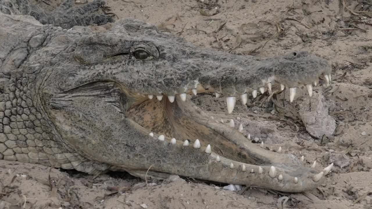 Stock Video Crocodile With An Open Jaw Live Wallpaper For PC