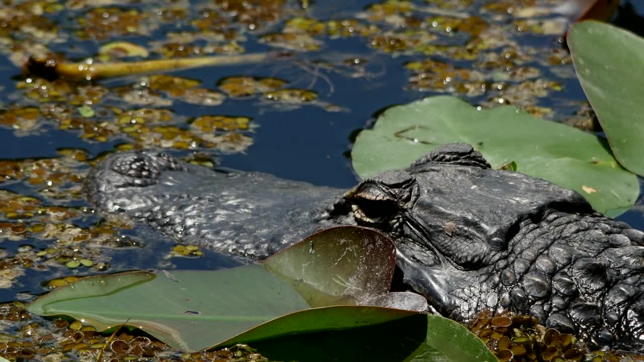 Stock Video Crocodile Waiting For Its Prey Live Wallpaper For PC