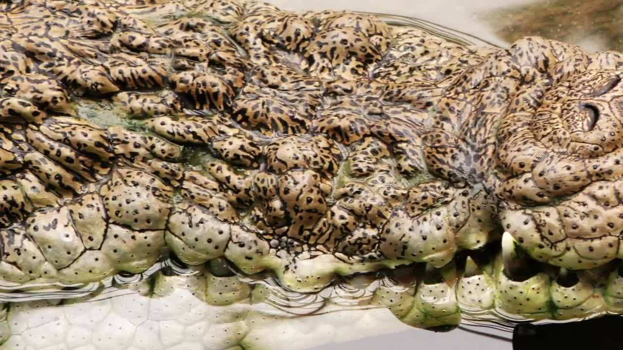 Stock Video Crocodile Skin Texture Live Wallpaper For PC