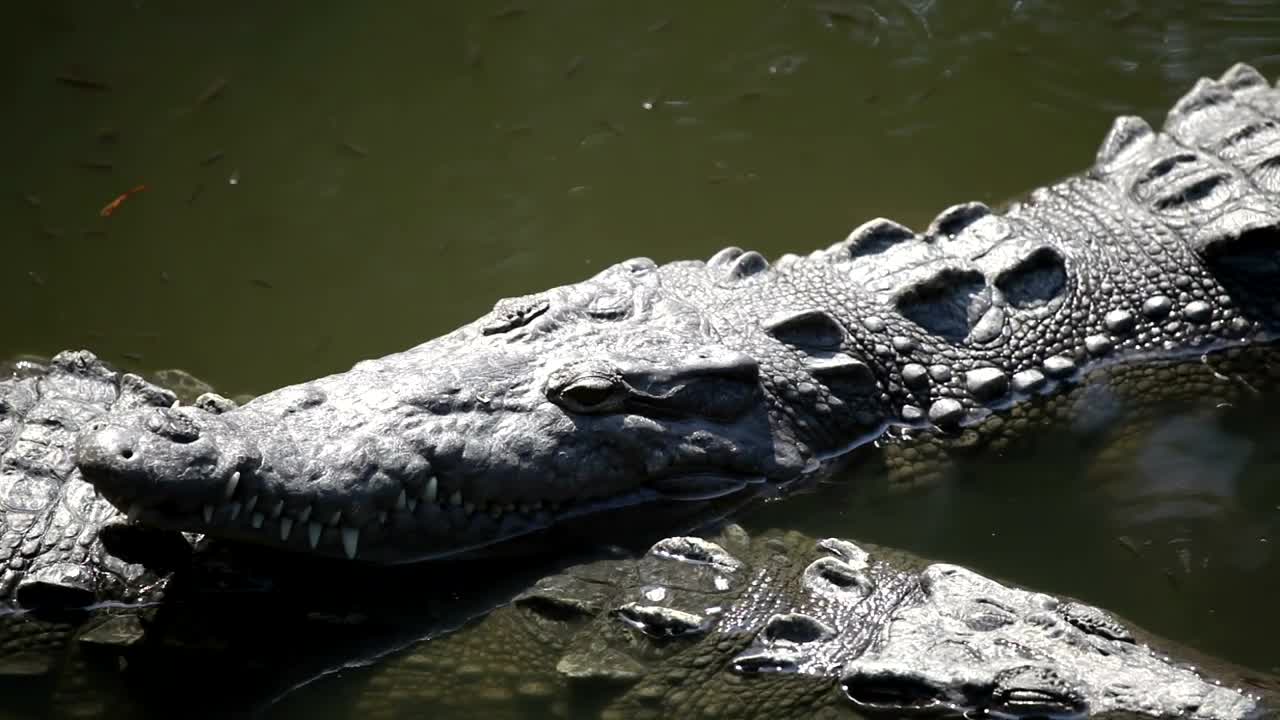 Stock Video Crocodile Resting In The Swamp Live Wallpaper For PC