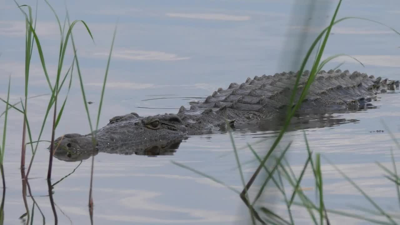 Stock Video Crocodile Lurking In The Lake Live Wallpaper For PC