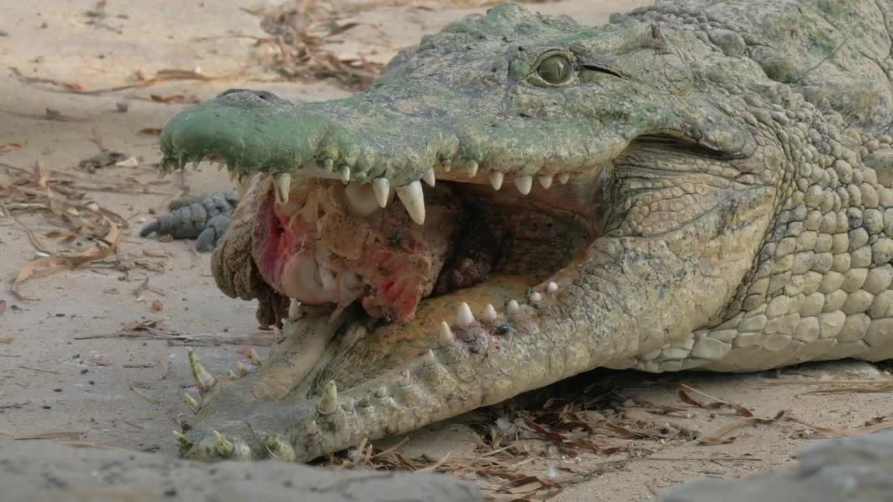 Stock Video Crocodile Holding Meat Live Wallpaper For PC