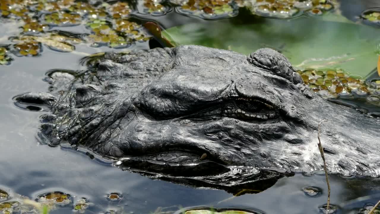 Stock Video Crocodile Head In A Lake Live Wallpaper For PC