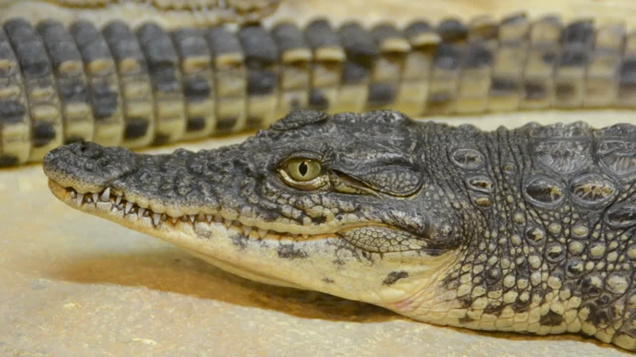 Stock Video Crocodile Breathing Slowly Live Wallpaper For PC