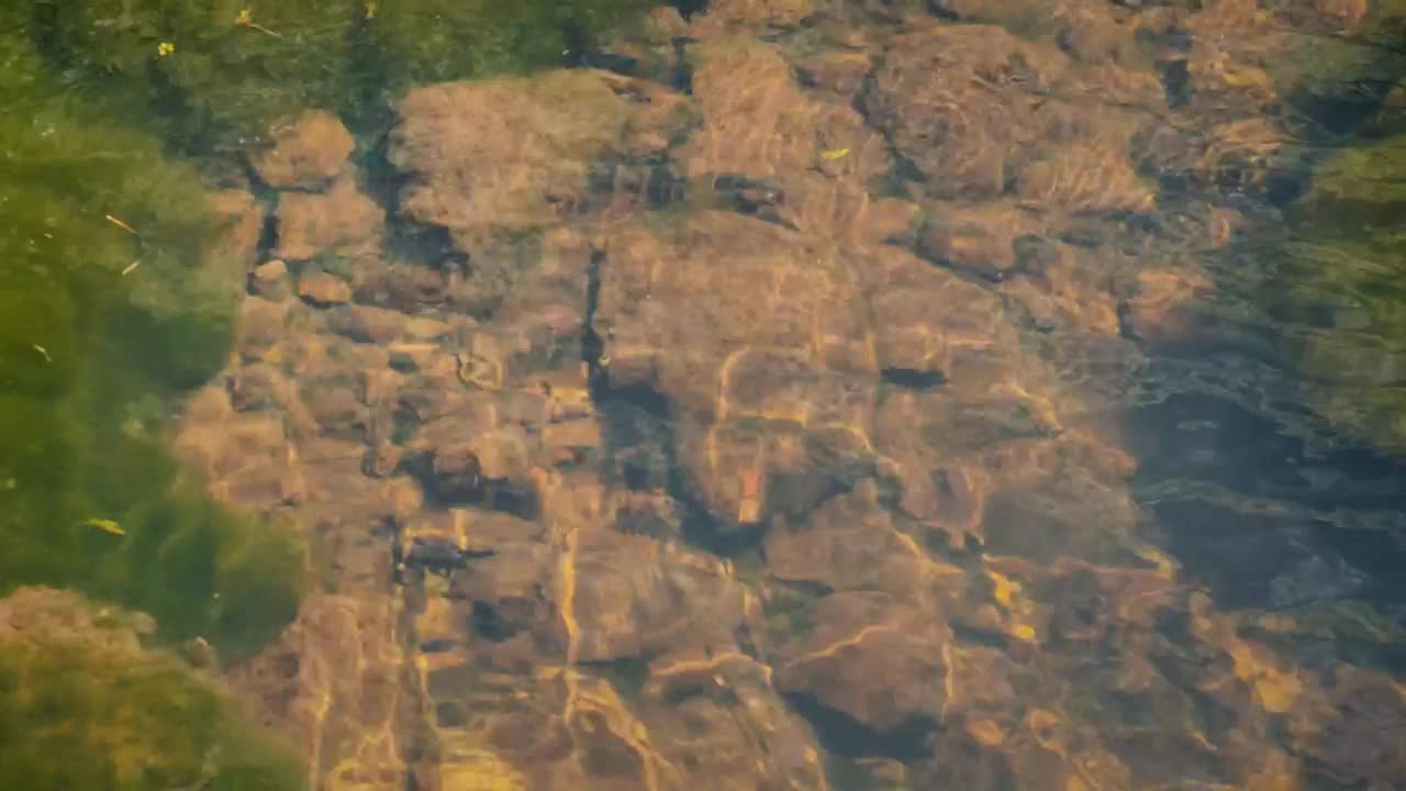 Stock Video Creek Stones Underwater Live Wallpaper For PC