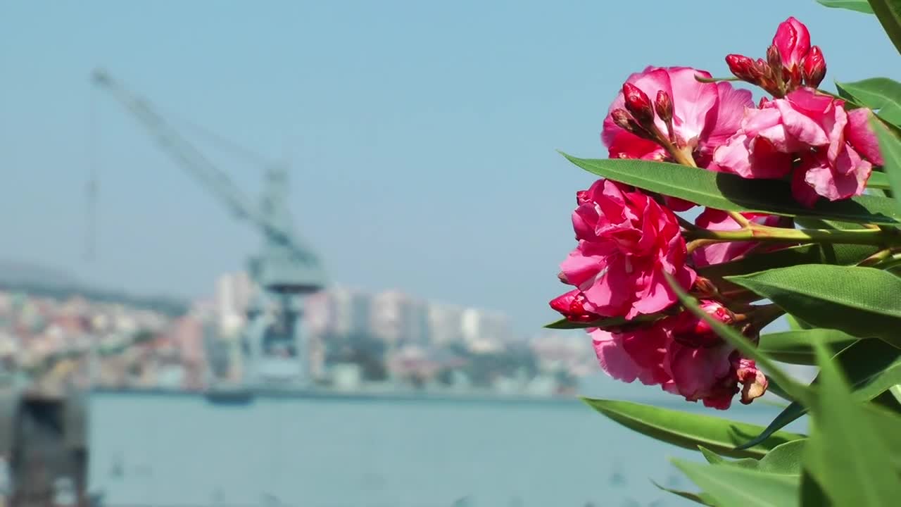 Stock Video Crane Of A Port Seen In The Distance Live Wallpaper For PC