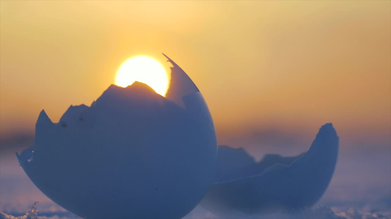 Stock Video Cracked Birds Egg Live Wallpaper For PC