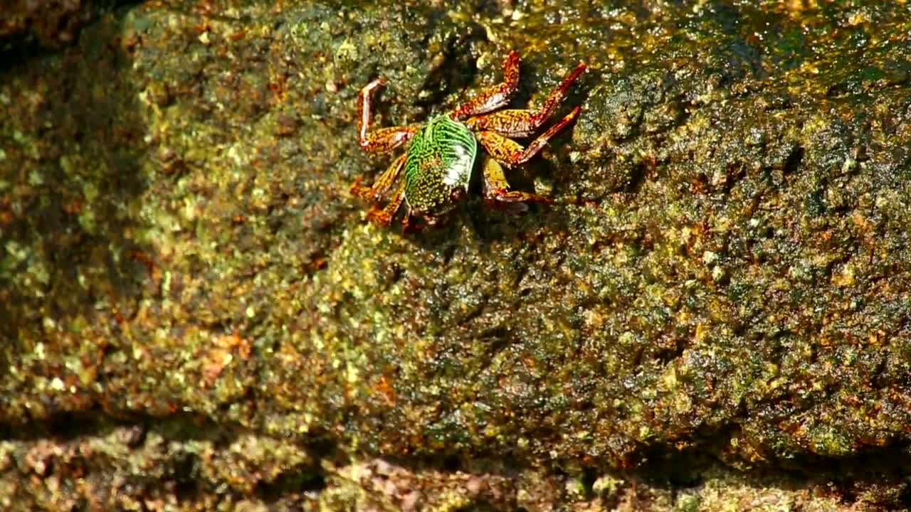 Stock Video Crab Walking On A Wet Stone Live Wallpaper For PC
