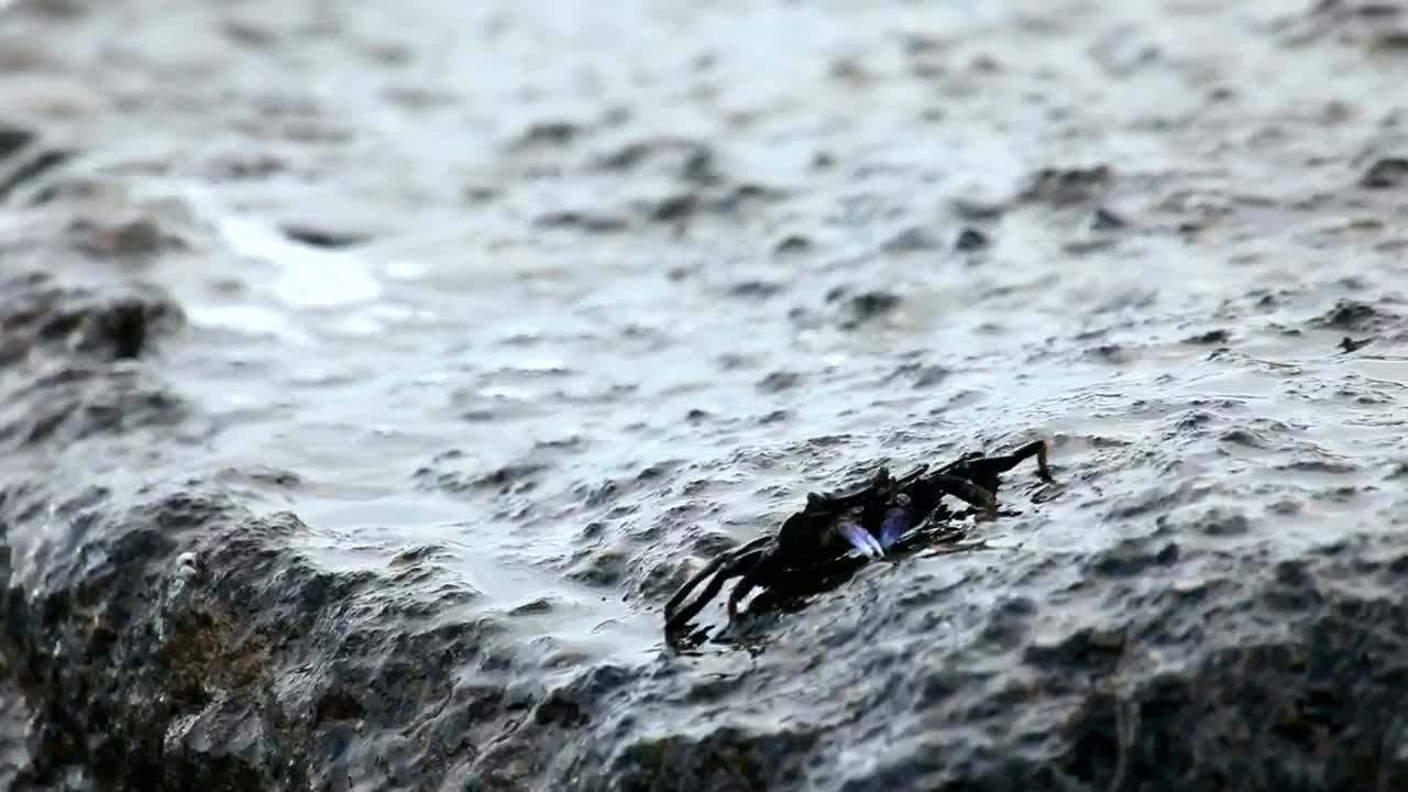 Stock Video Crab Walking On A Rock Live Wallpaper For PC