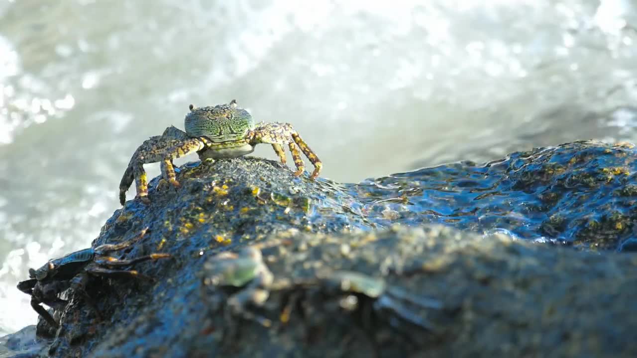 Stock Video Crab Standing On A Rock With Crashing Waves Live Wallpaper For PC