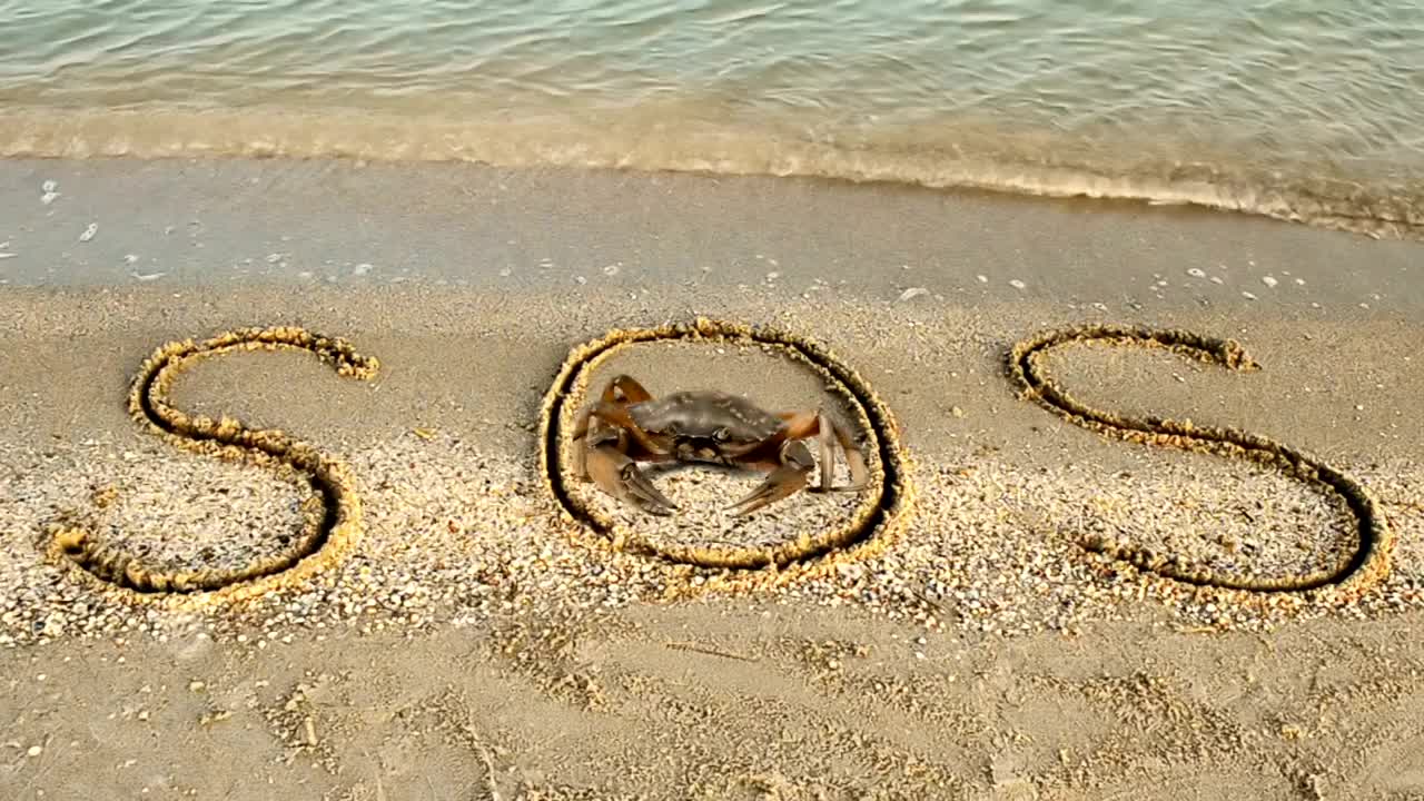 Stock Video Crab Standing In An Sos Sign Live Wallpaper For PC