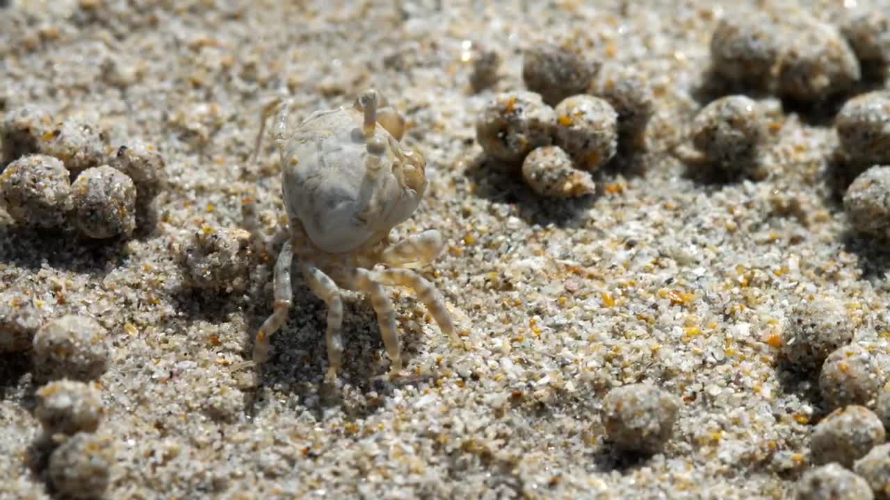 Stock Video Crab In The Beach Closeup Live Wallpaper For PC