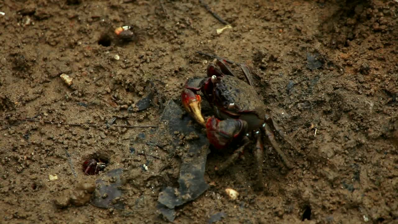 Stock Video Crab Eating In Dirty Mud Live Wallpaper For PC