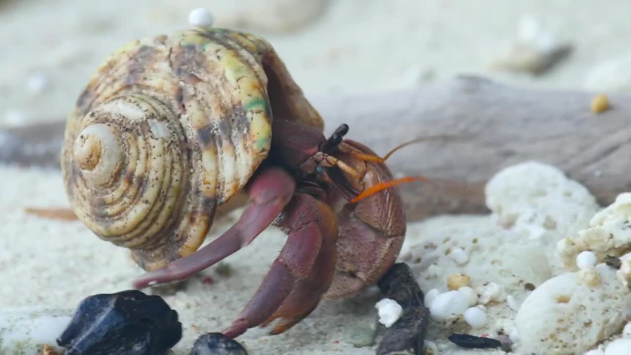 Stock Video Crab Crawling On A Sandy Beach Live Wallpaper For PC