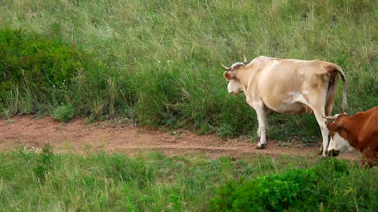 Stock Video Cows Walking Trough A Road Live Wallpaper For PC