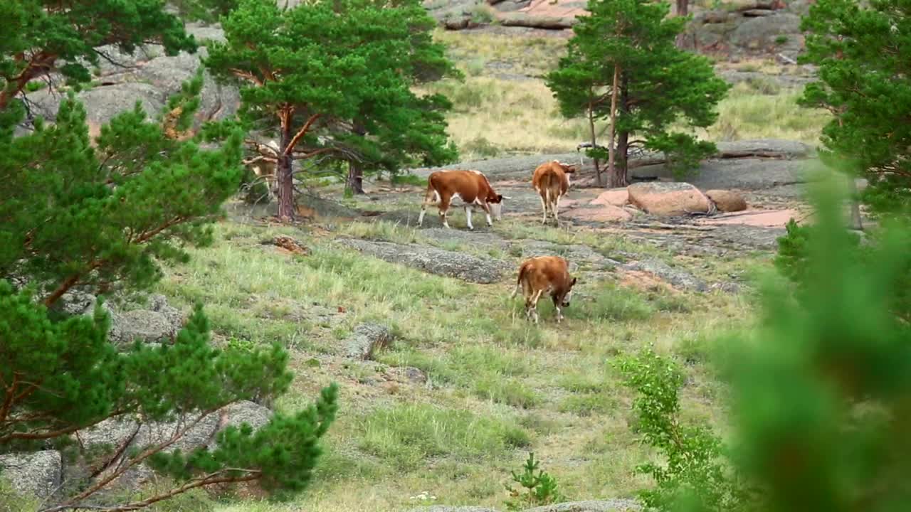 Stock Video Cows Walking In The Meadow Live Wallpaper For PC