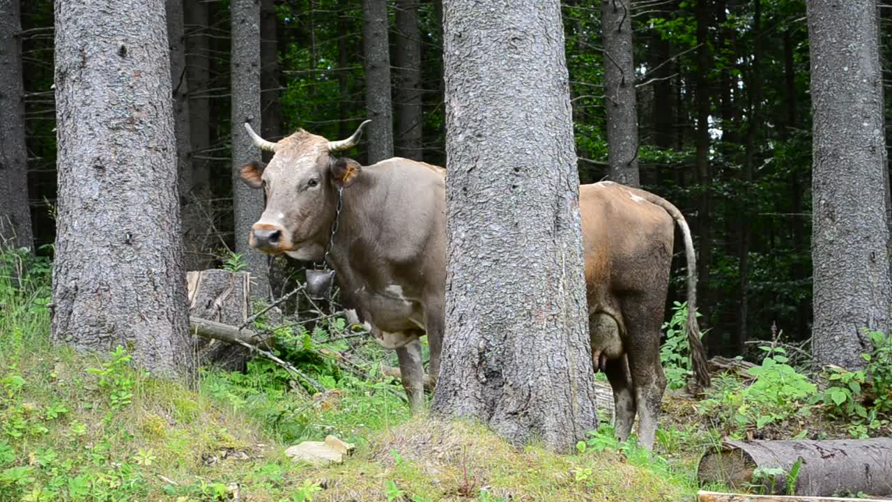 Stock Video Cows Standing In A Forest Live Wallpaper For PC