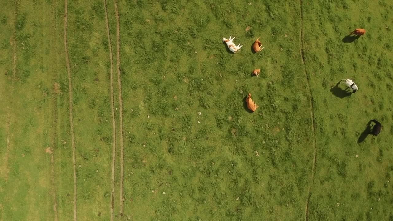 Stock Video Cows Resting In A Field Live Wallpaper For PC