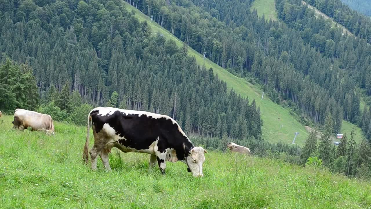 Stock Video Cows Grazing In The Hills Live Wallpaper For PC