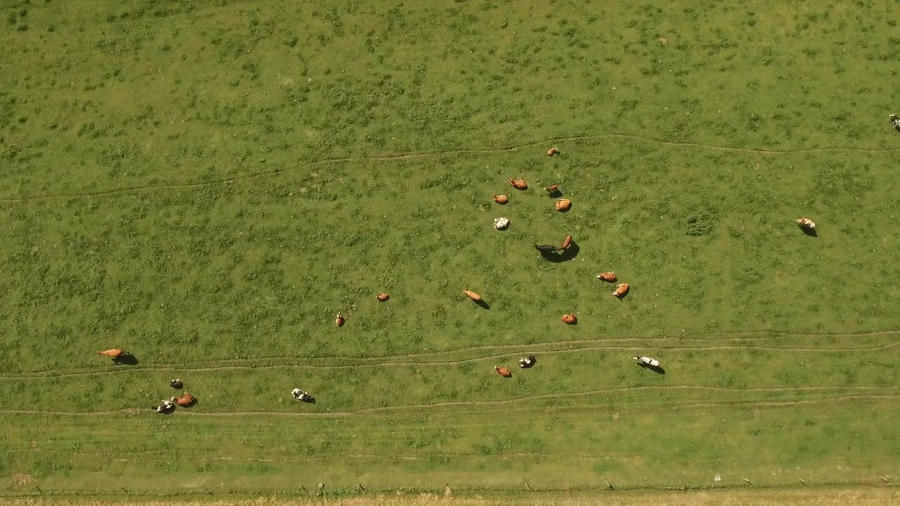Stock Video Cows Grazing In A Field Live Wallpaper For PC