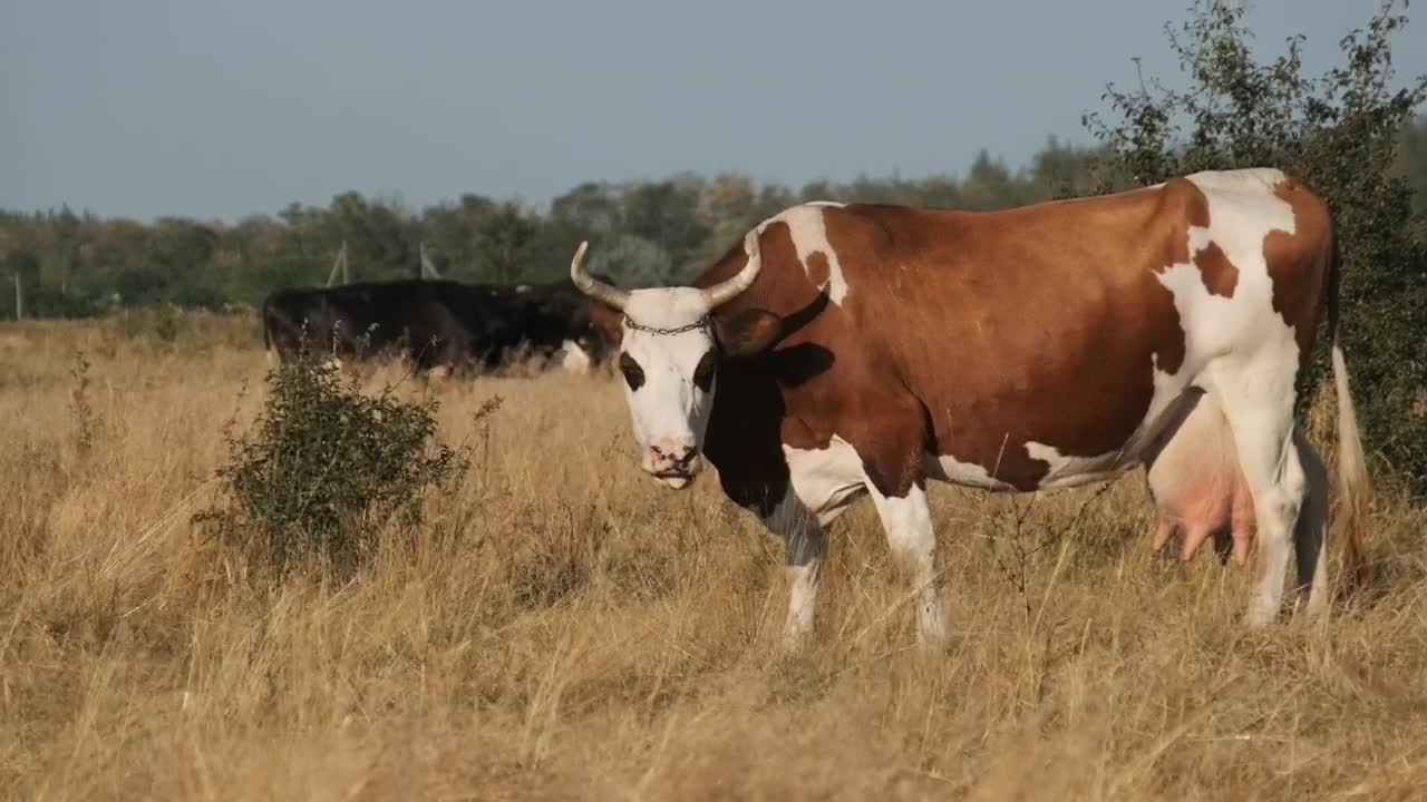 Stock Video Cows Feeding In The Countryside Live Wallpaper For PC