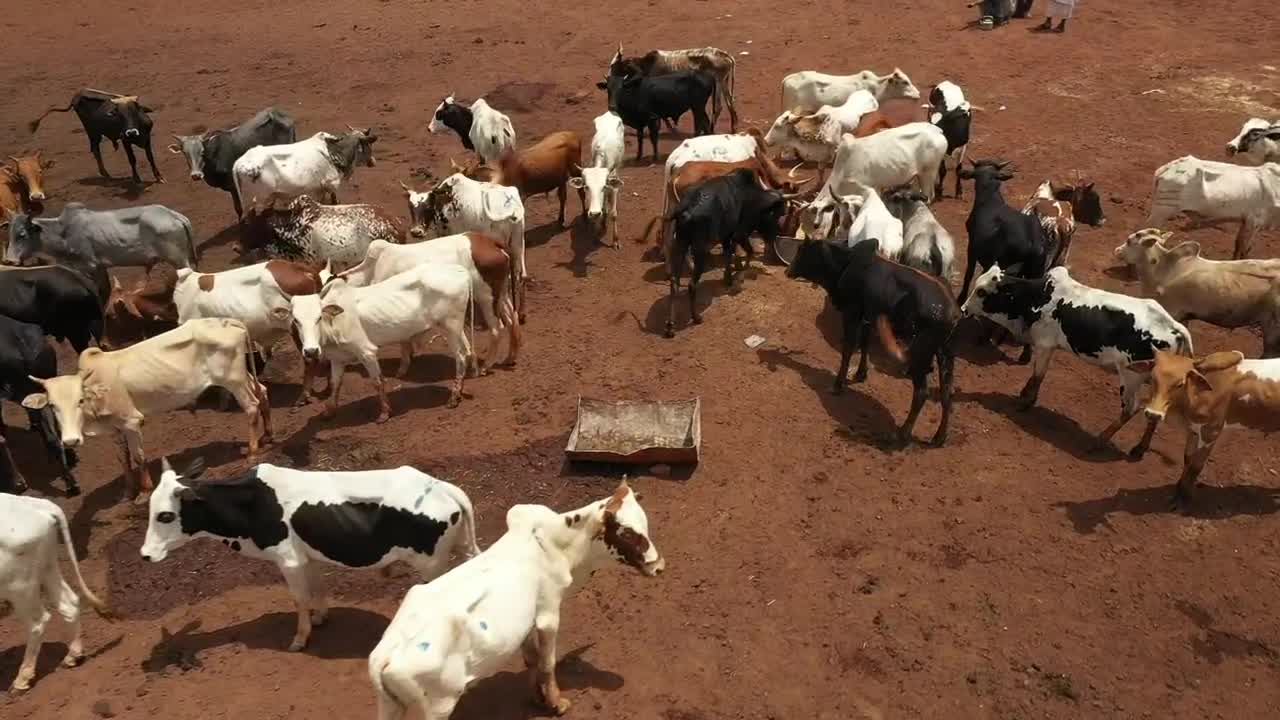 Stock Video Cows Feeding In A Dusty Field Live Wallpaper For PC
