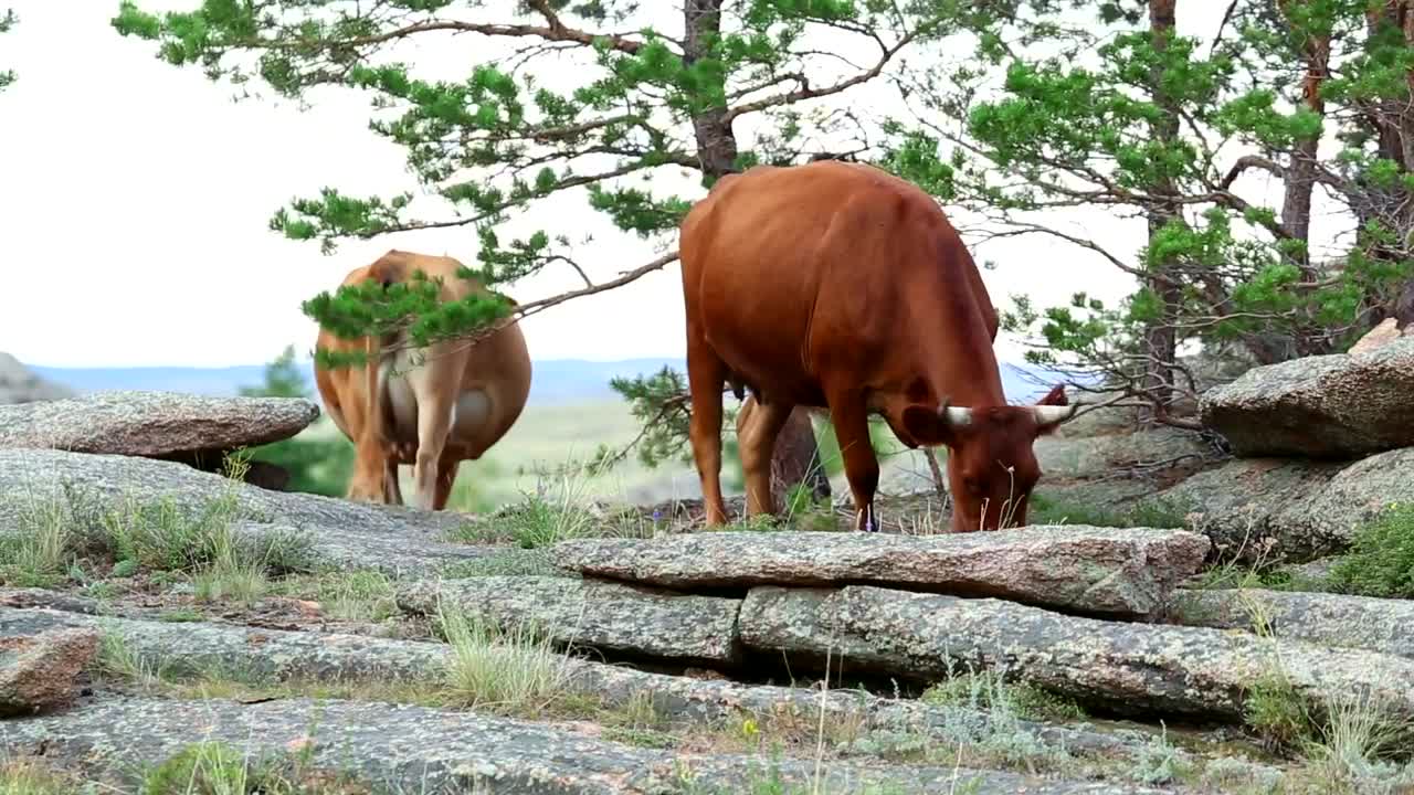 Stock Video Cows Eating In The Meadow Live Wallpaper For PC
