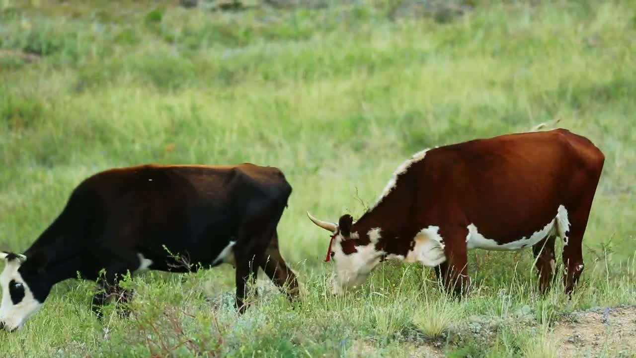 Stock Video Cows Eating Grass In The Countryside Live Wallpaper For PC